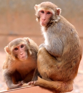 Rhesus Monkeys