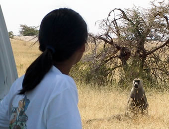 Jenny Tung observing Monkeys